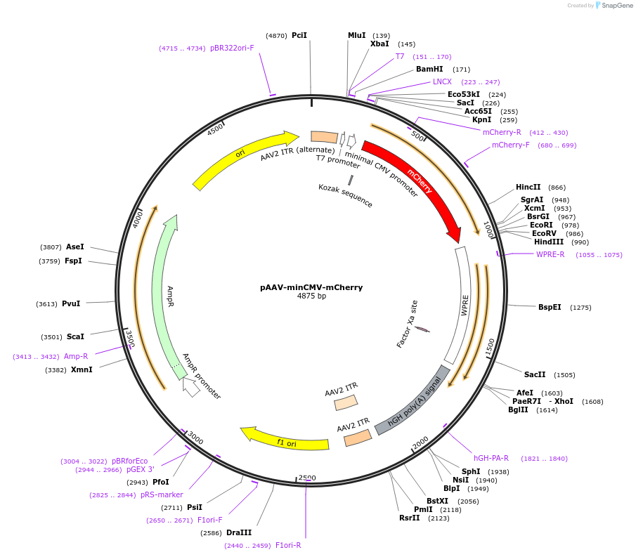 27970-plasmid-map-sequence-id-444510
