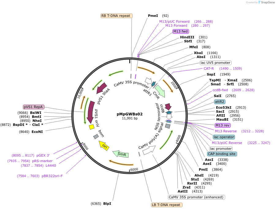 222478-plasmid-map-sequence-id-444515