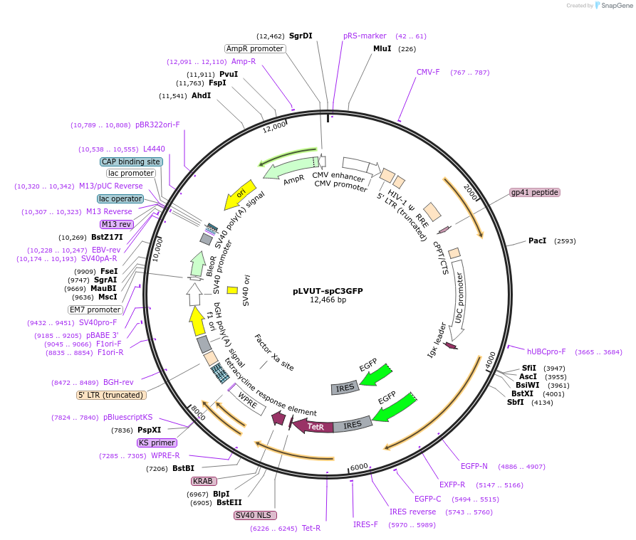 225487-plasmid-map-sequence-id-444518