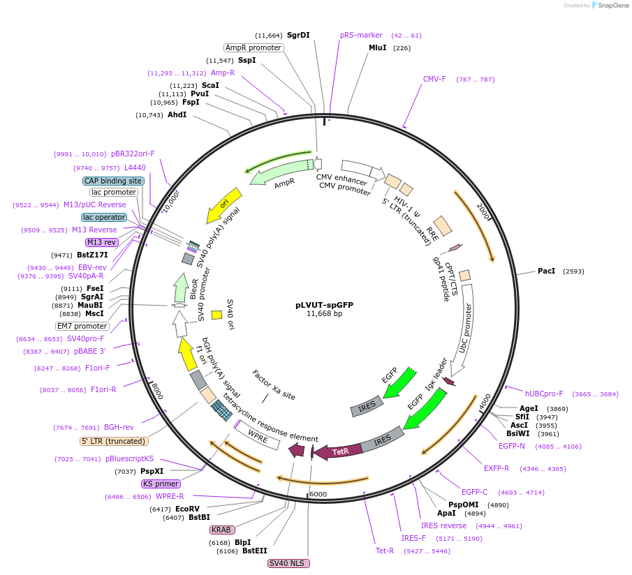 225486-plasmid-map-sequence-id-444522