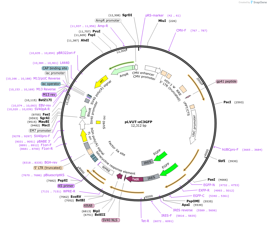 225485-plasmid-map-sequence-id-444523