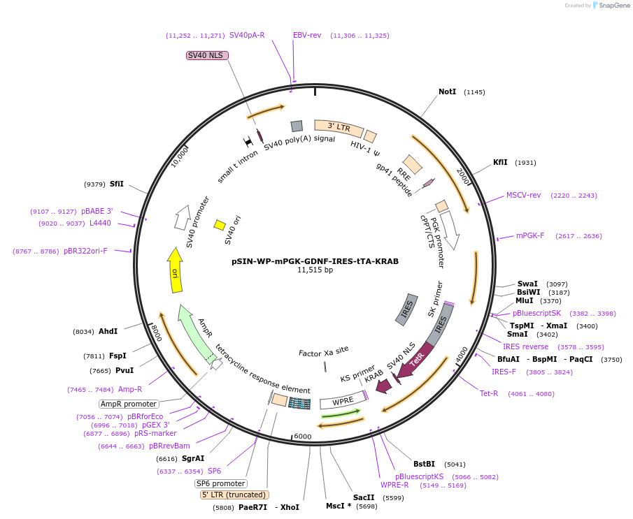 225488-plasmid-map-sequence-id-444525