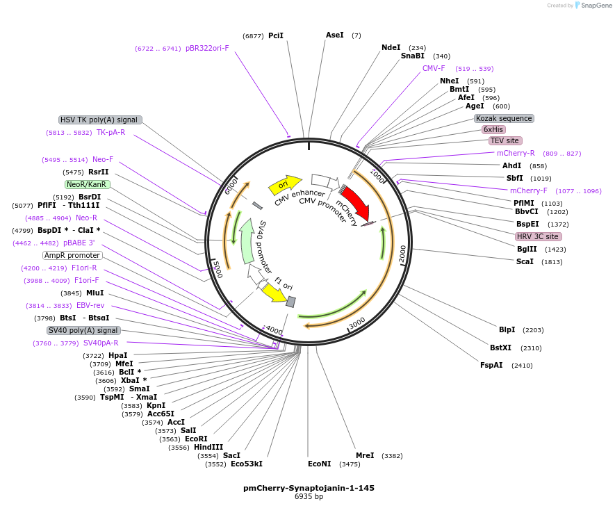 223563-plasmid-map-sequence-id-444548