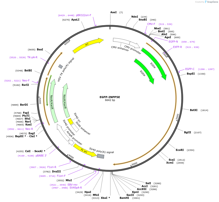 223564-plasmid-map-sequence-id-444551