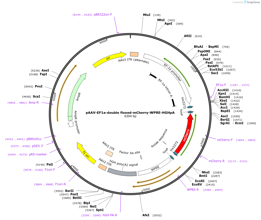 20299-plasmid-map-sequence-id-444659