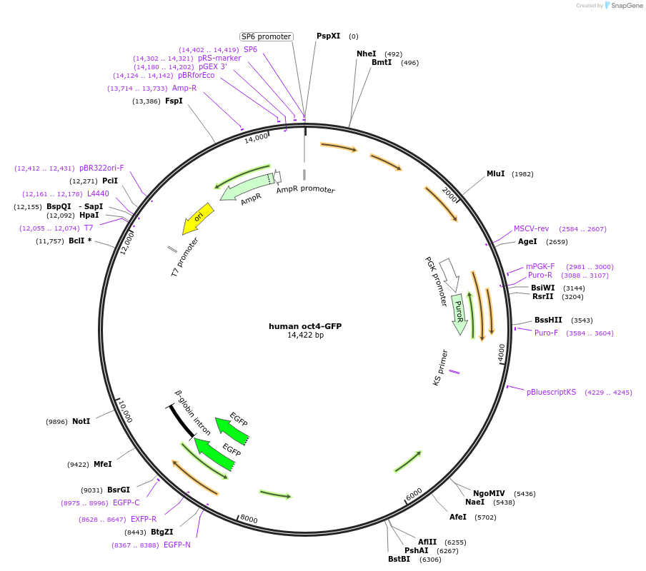 21153-plasmid-map-sequence-id-444683