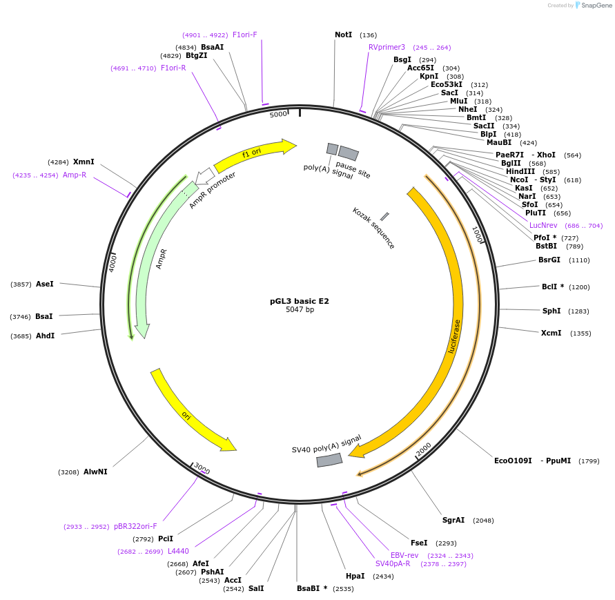 48747-plasmid-map-sequence-id-444692