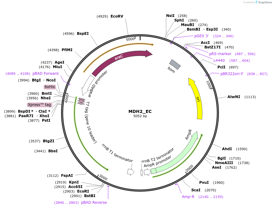224146-plasmid-map-sequence-id-444697