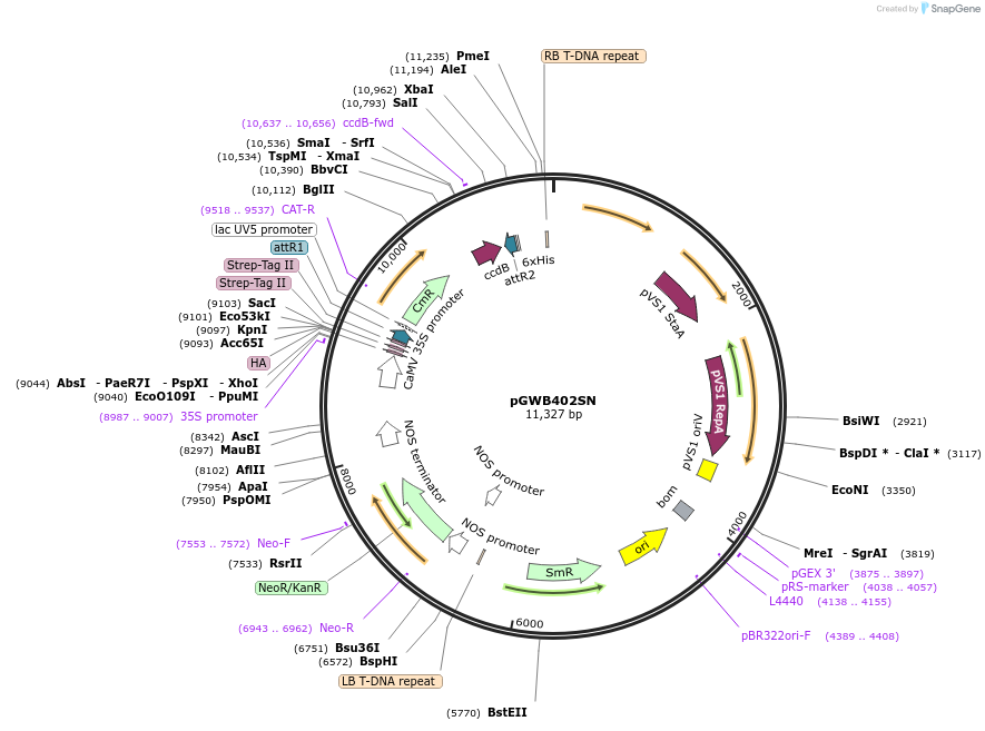 224551-plasmid-map-sequence-id-444736