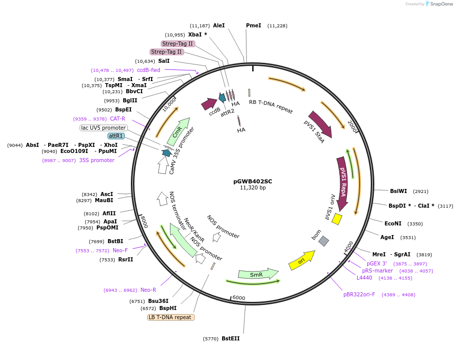 224552-plasmid-map-sequence-id-444737
