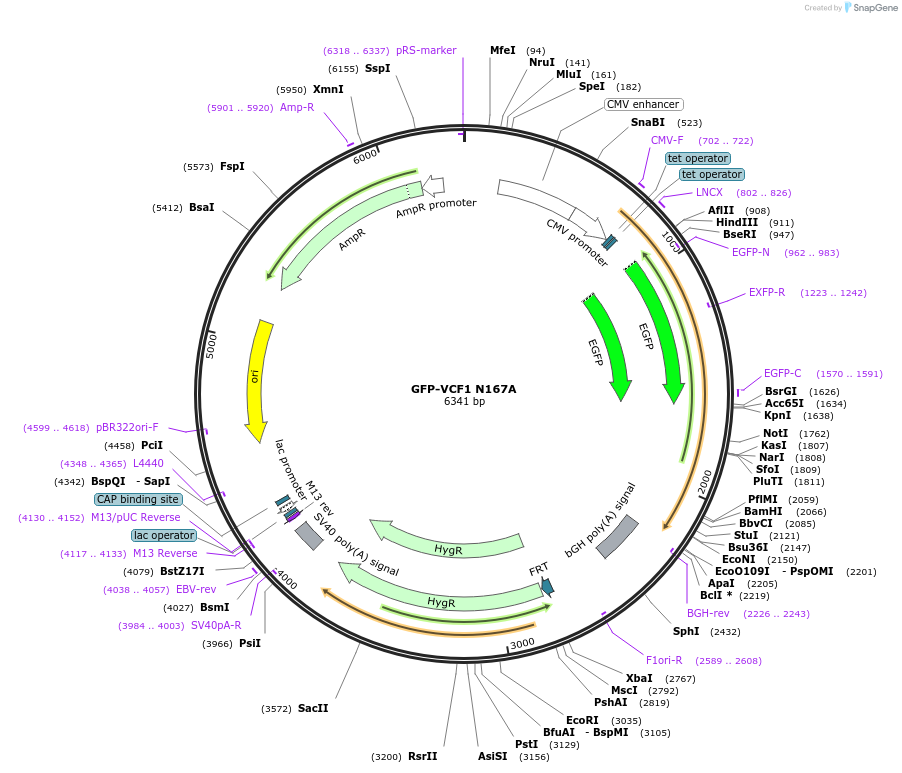 223019-plasmid-map-sequence-id-444748