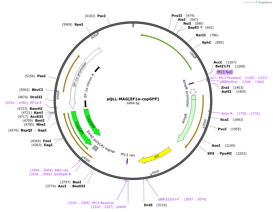 218324-plasmid-map-sequence-id-444763