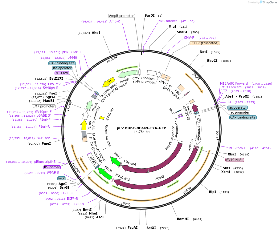 53191-plasmid-map-sequence-id-444774