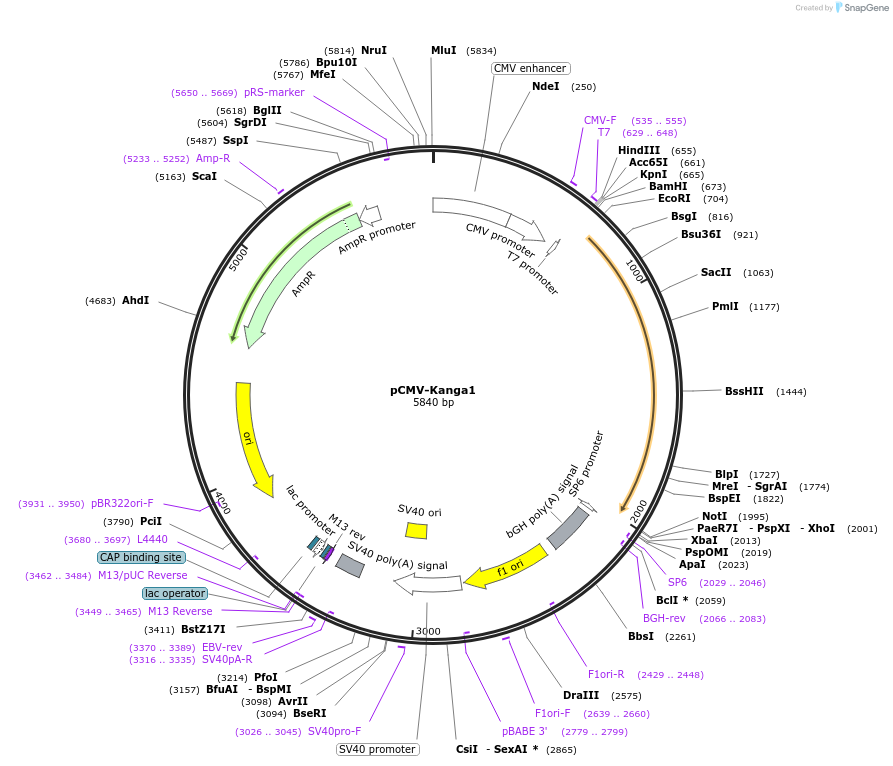 217216-plasmid-map-sequence-id-444796
