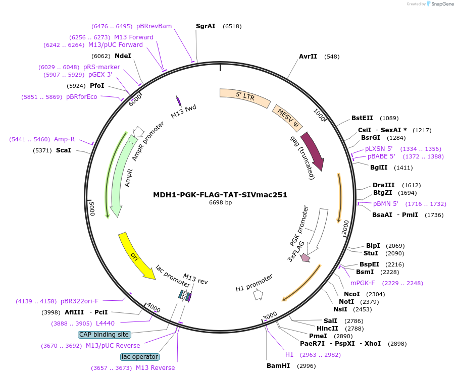 35979-plasmid-map-sequence-id-44480