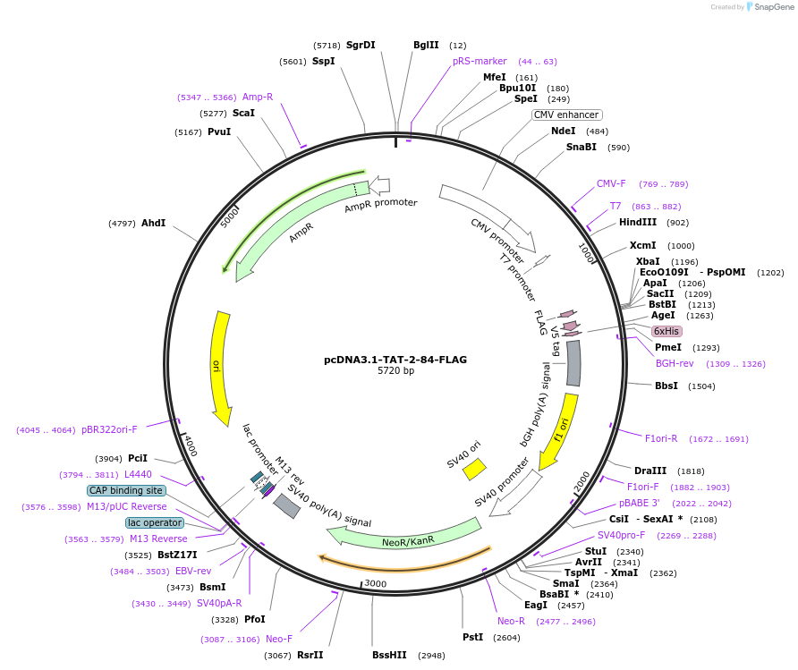 35980-plasmid-map-sequence-id-44481
