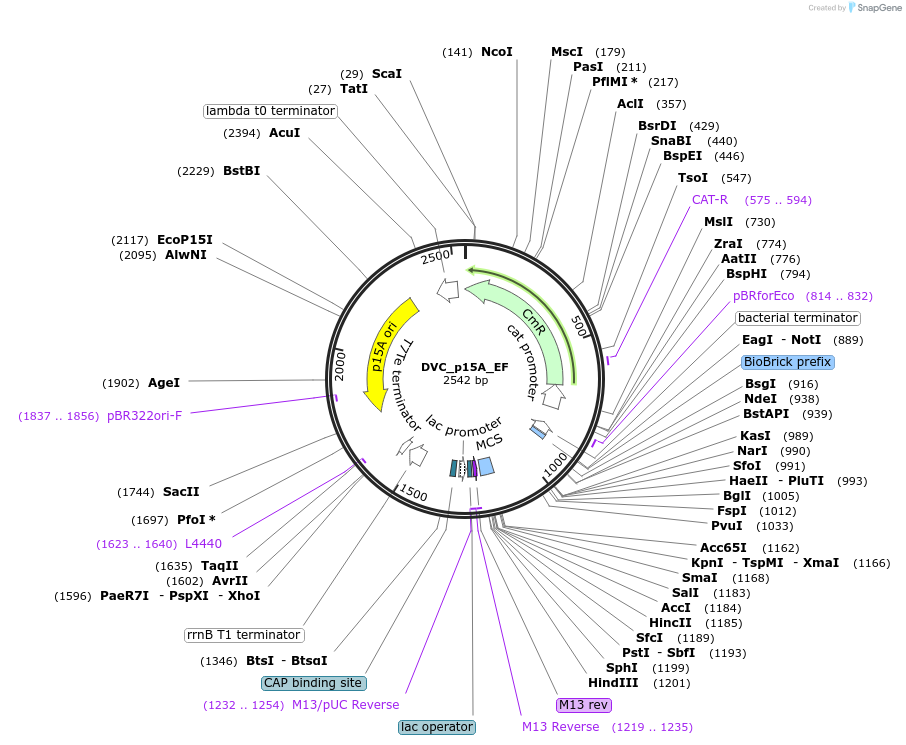 217589-plasmid-map-sequence-id-444821