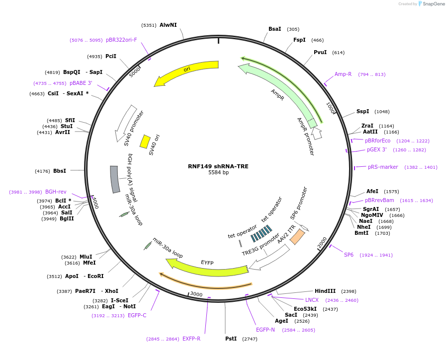 225337-plasmid-map-sequence-id-444826