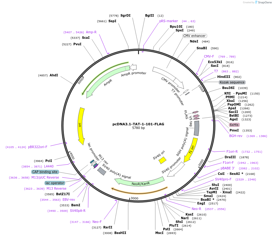 35981-plasmid-map-sequence-id-44483