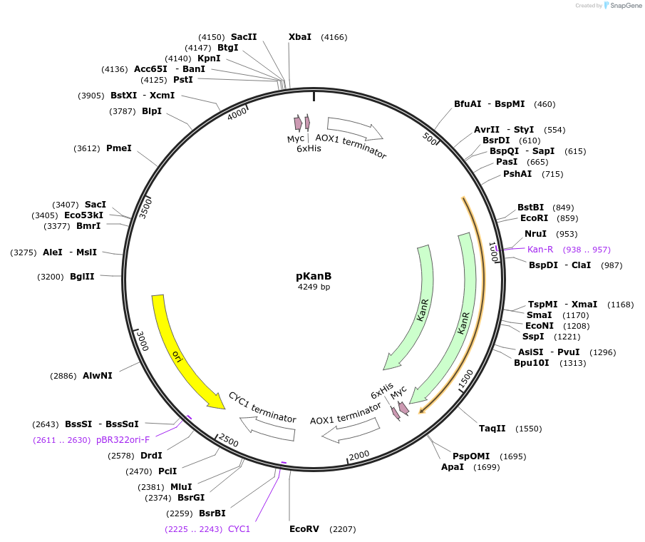 223523-plasmid-map-sequence-id-444832