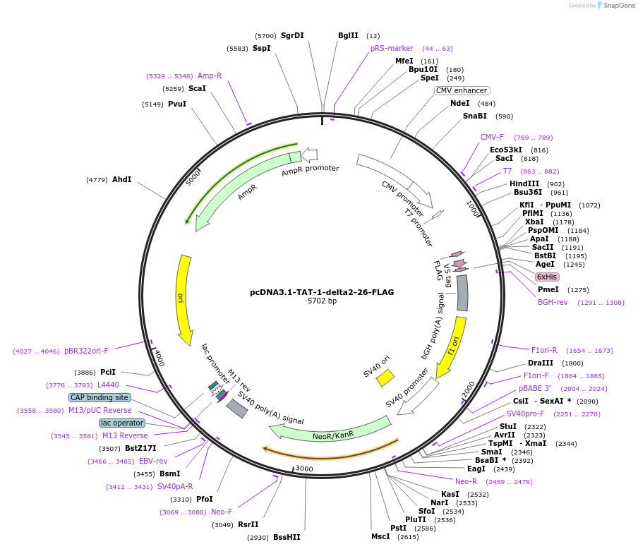 35983-plasmid-map-sequence-id-44485