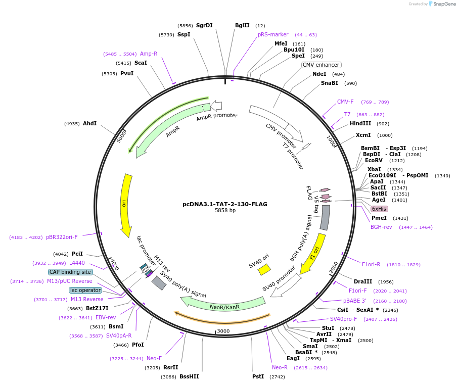 35984-plasmid-map-sequence-id-44486