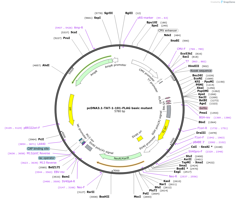 35985-plasmid-map-sequence-id-44487