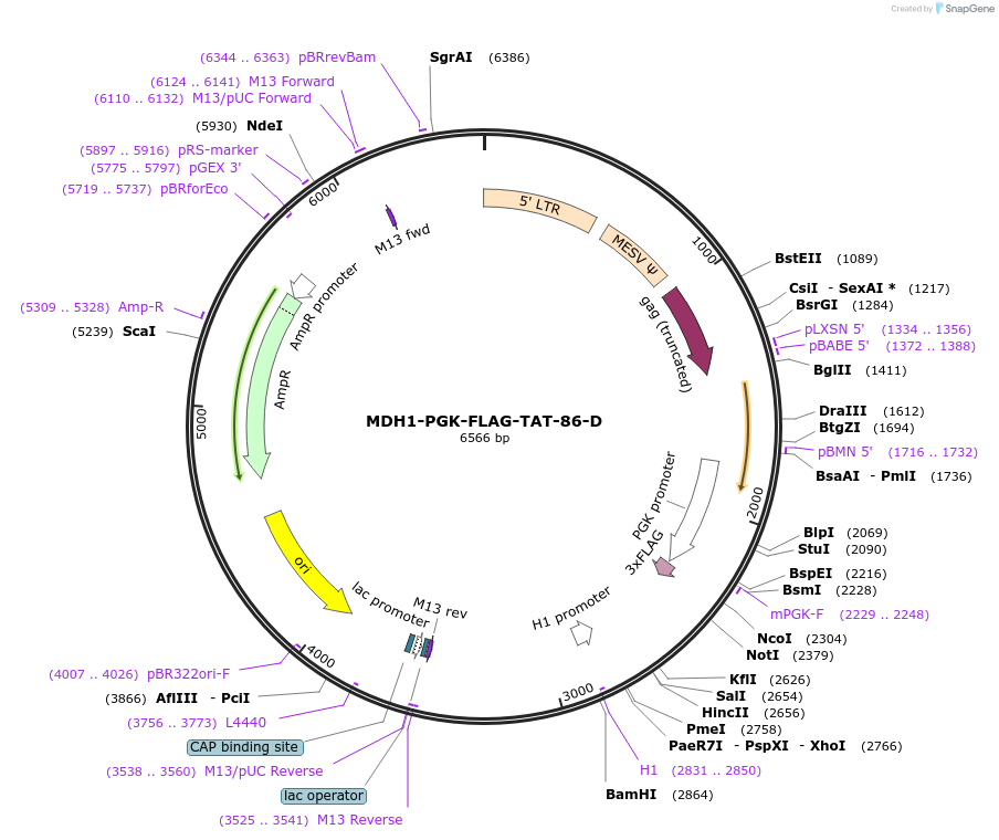 35976-plasmid-map-sequence-id-44488
