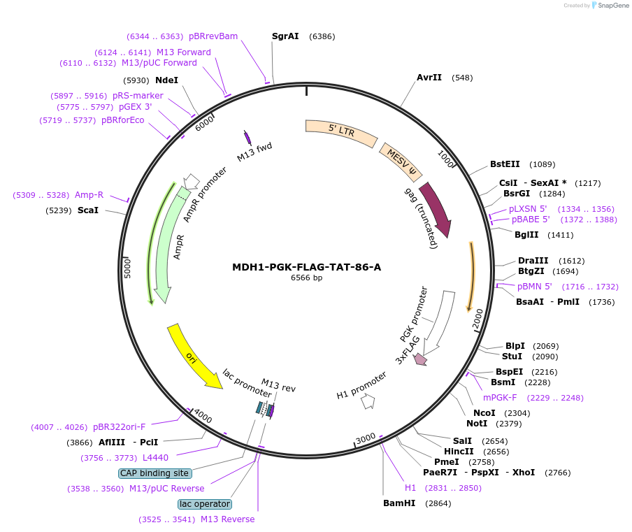 35977-plasmid-map-sequence-id-44489