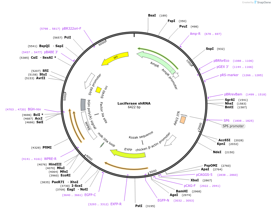 225343-plasmid-map-sequence-id-444906