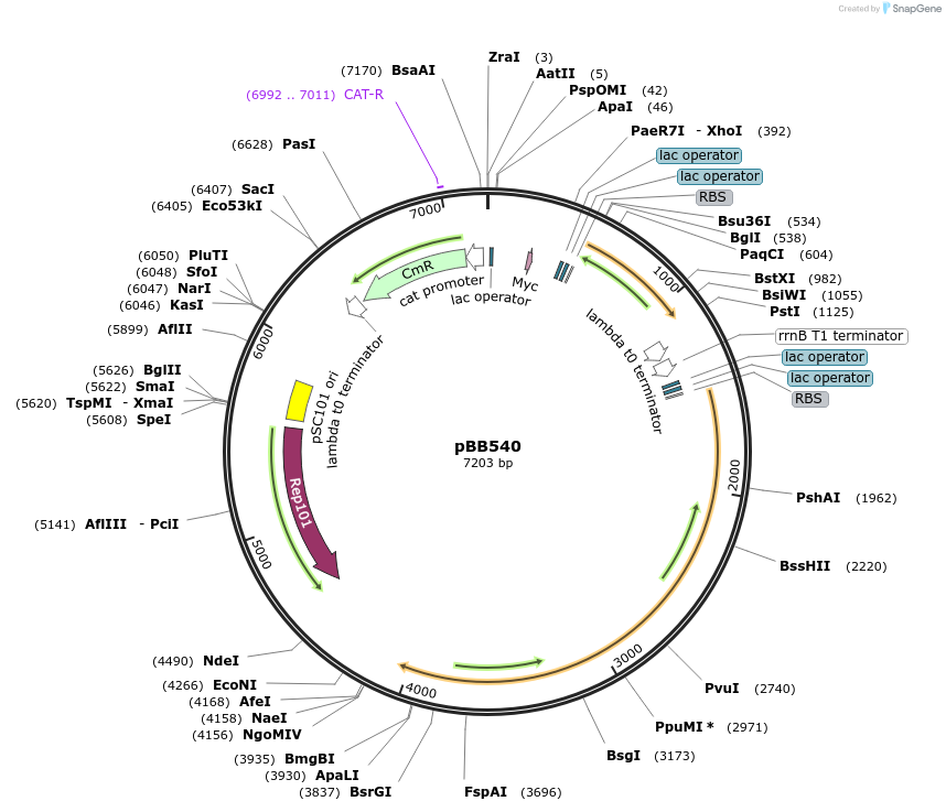 27393-plasmid-map-sequence-id-44491