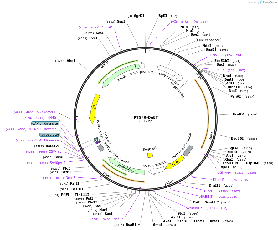 213371-plasmid-map-sequence-id-444925