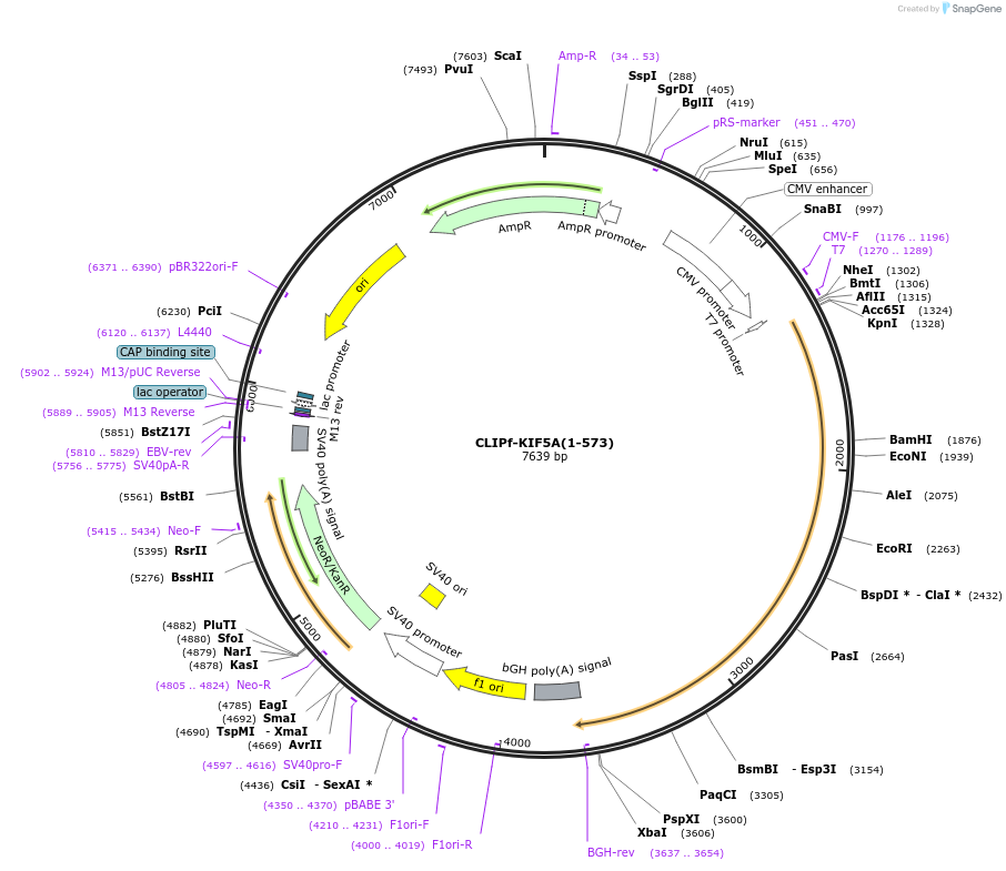 219683-plasmid-map-sequence-id-444944