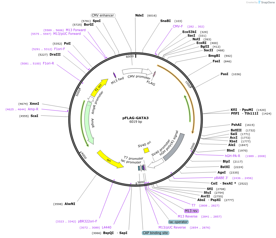1419-plasmid-map-sequence-id-444947