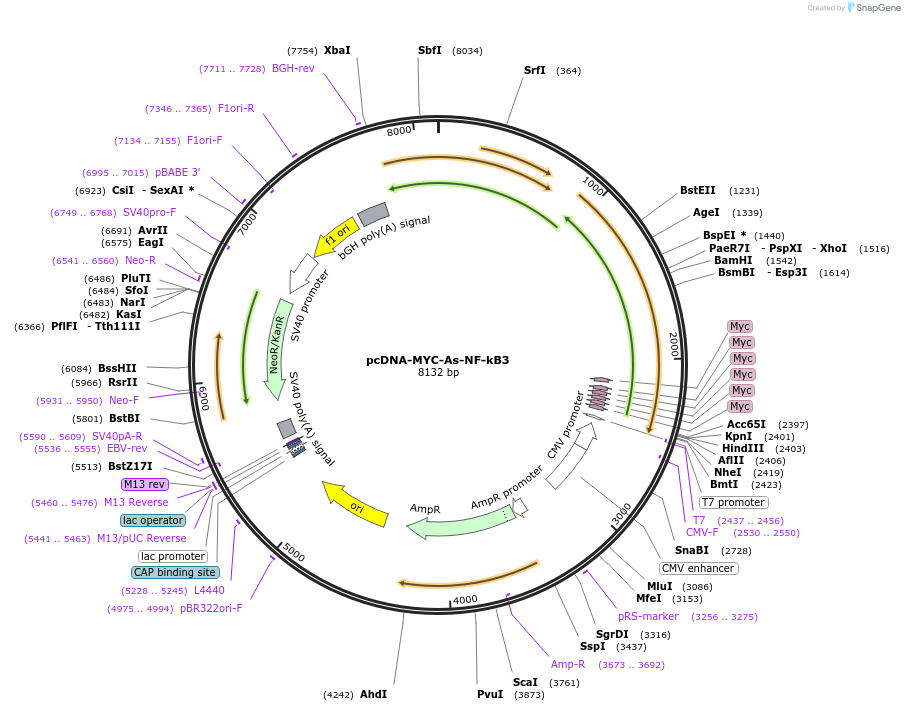 180205-plasmid-map-sequence-id-444956