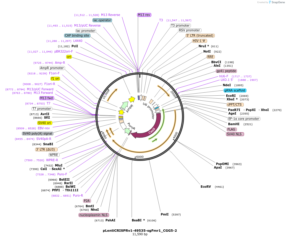 222964-plasmid-map-sequence-id-444963