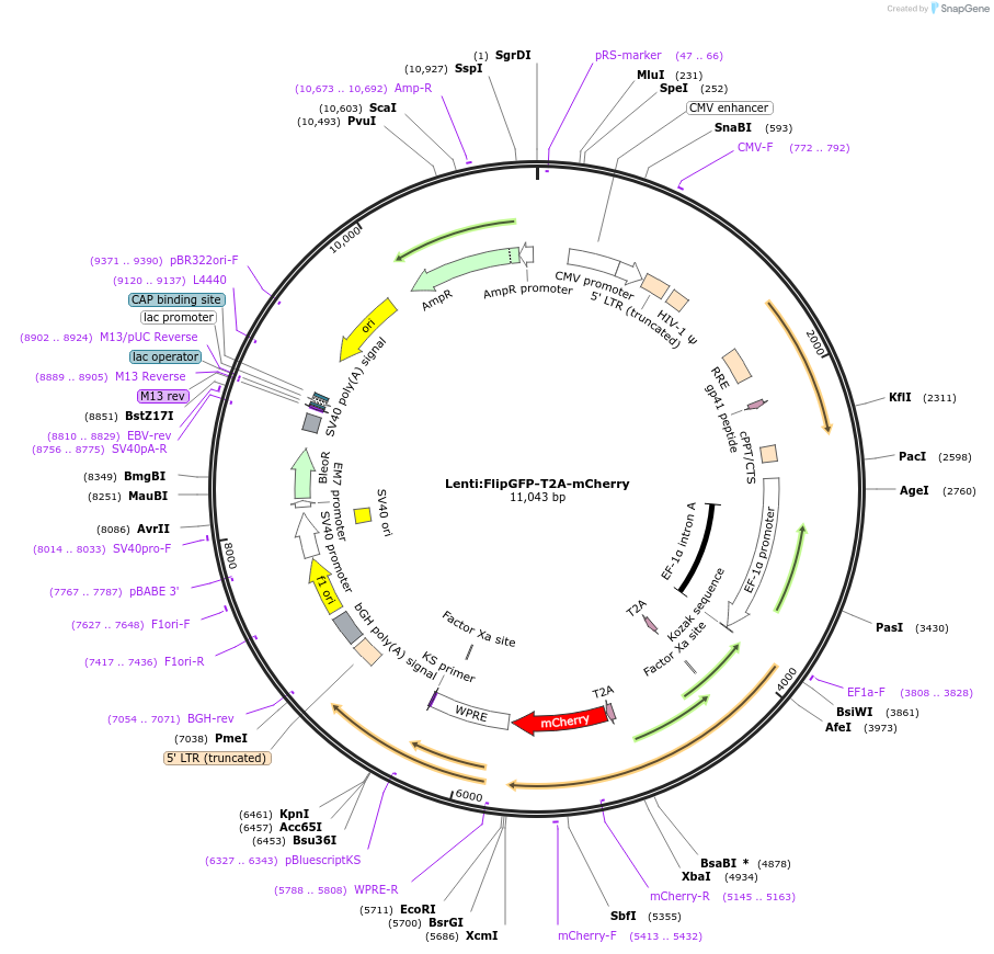223198-plasmid-map-sequence-id-444971