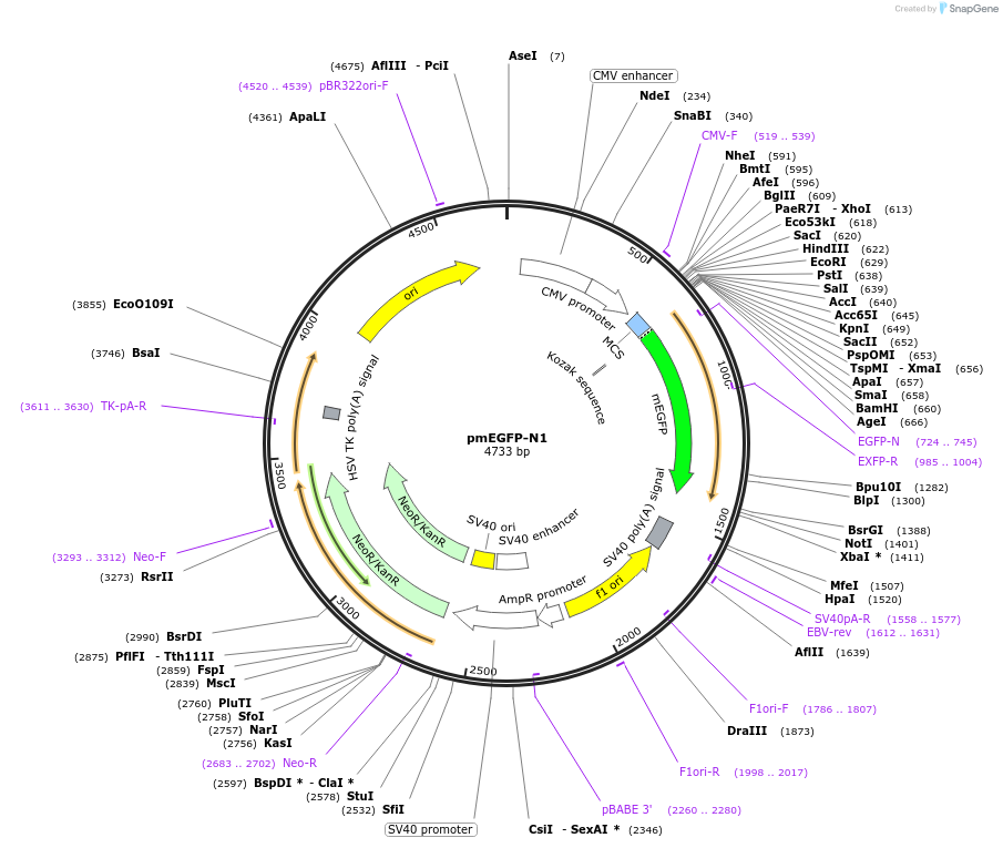217486-plasmid-map-sequence-id-445004