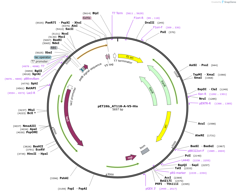 222849-plasmid-map-sequence-id-445006