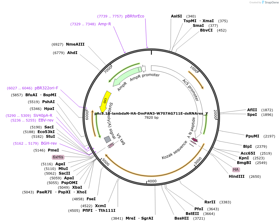 148087-plasmid-map-sequence-id-445007