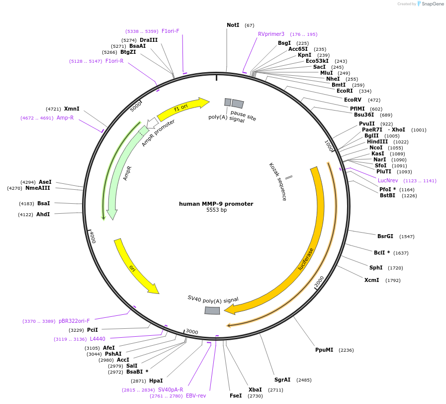 53434-plasmid-map-sequence-id-445009