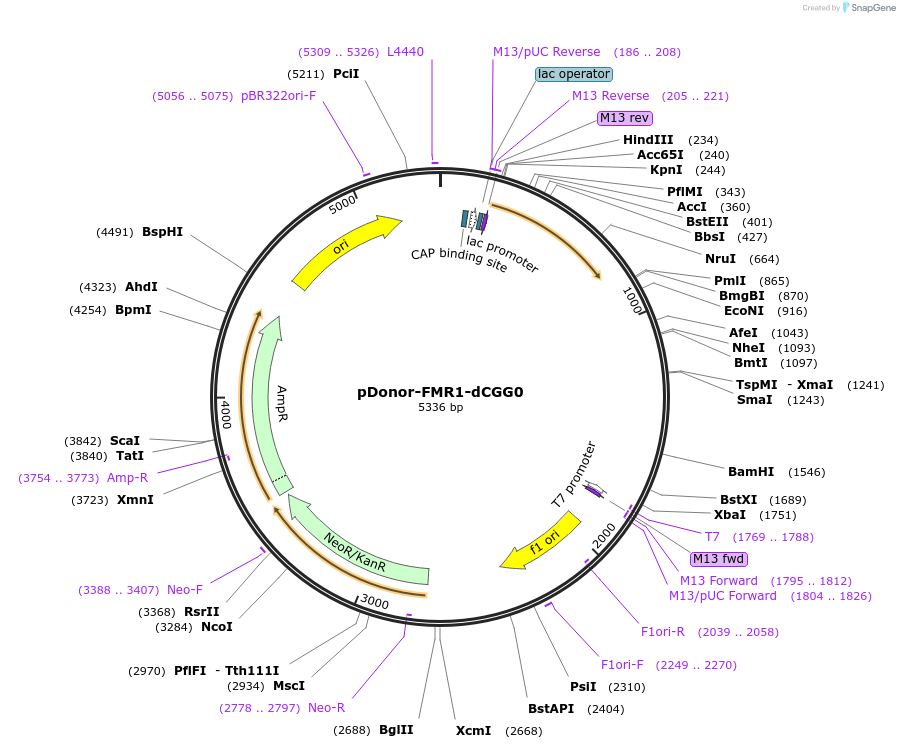222965-plasmid-map-sequence-id-445048