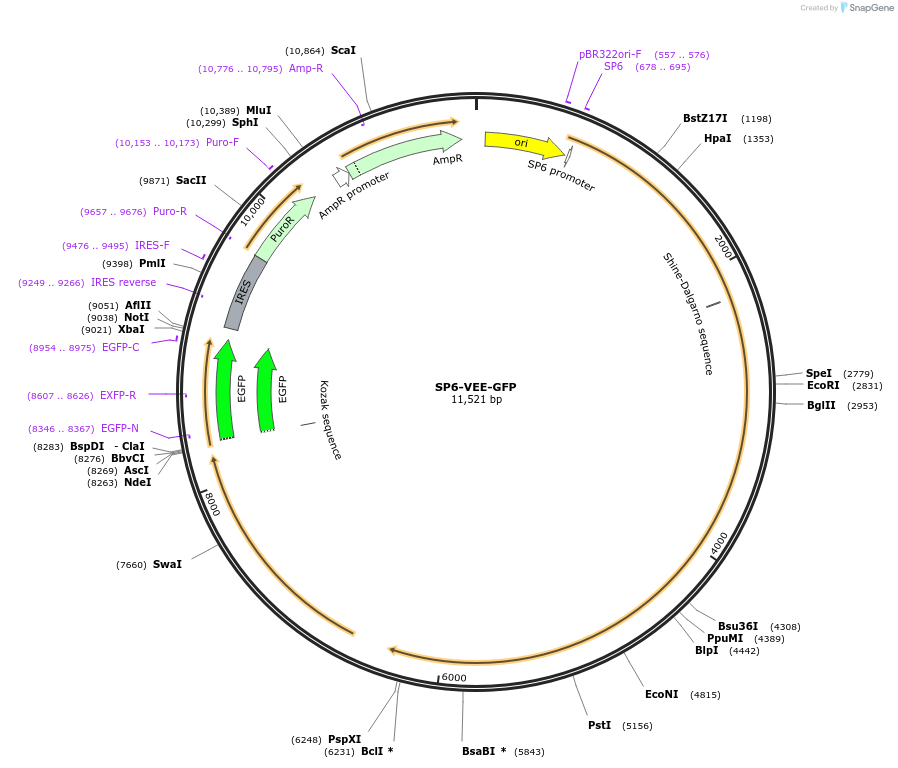 58976-plasmid-map-sequence-id-445055