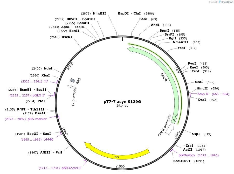 36049-plasmid-map-sequence-id-44510