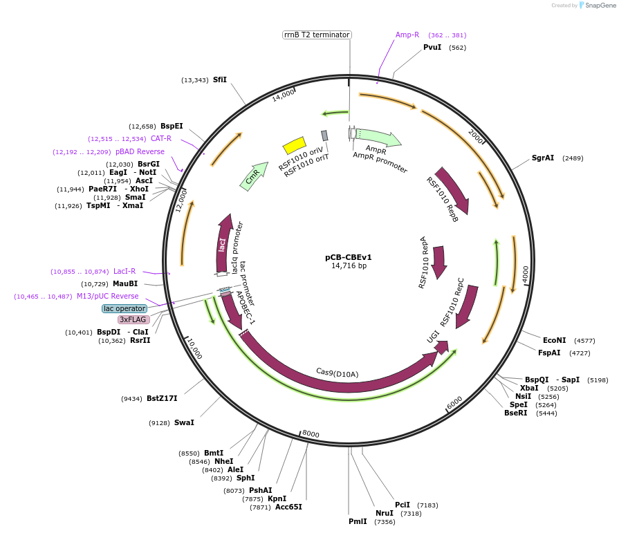 221138-plasmid-map-sequence-id-445118