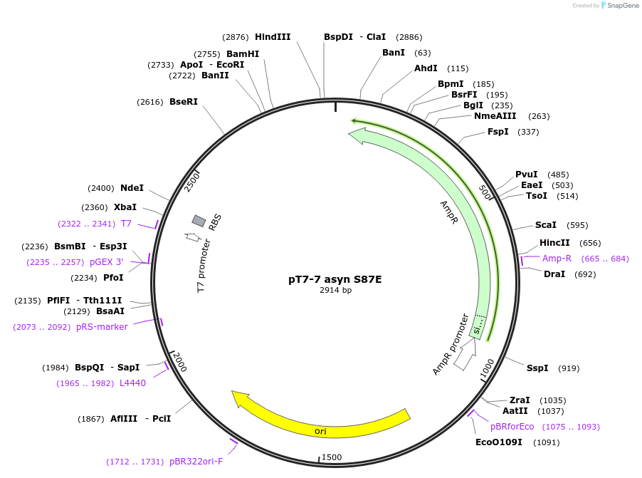 36059-plasmid-map-sequence-id-44515