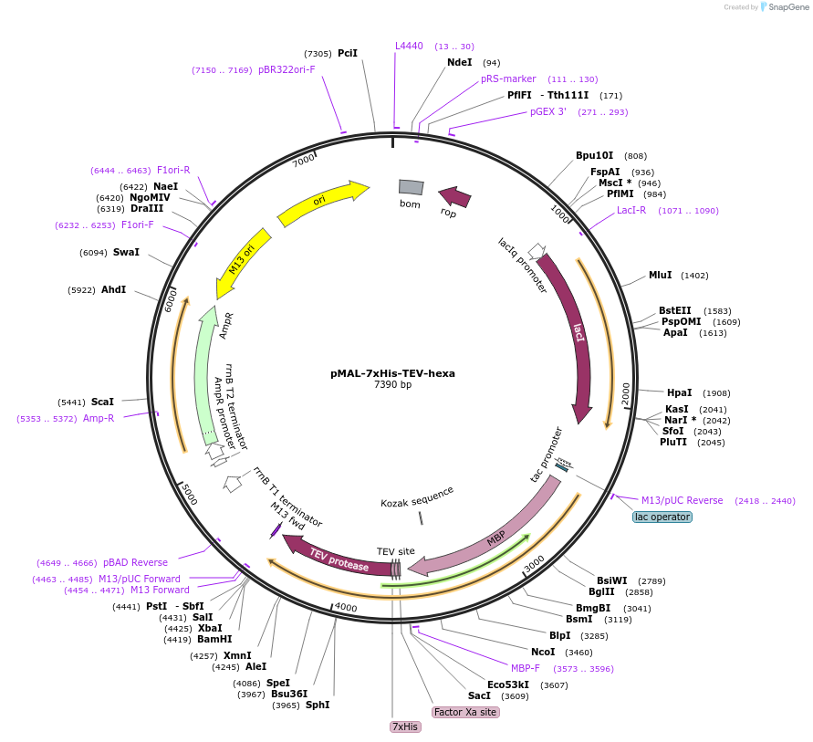 222868-plasmid-map-sequence-id-445157