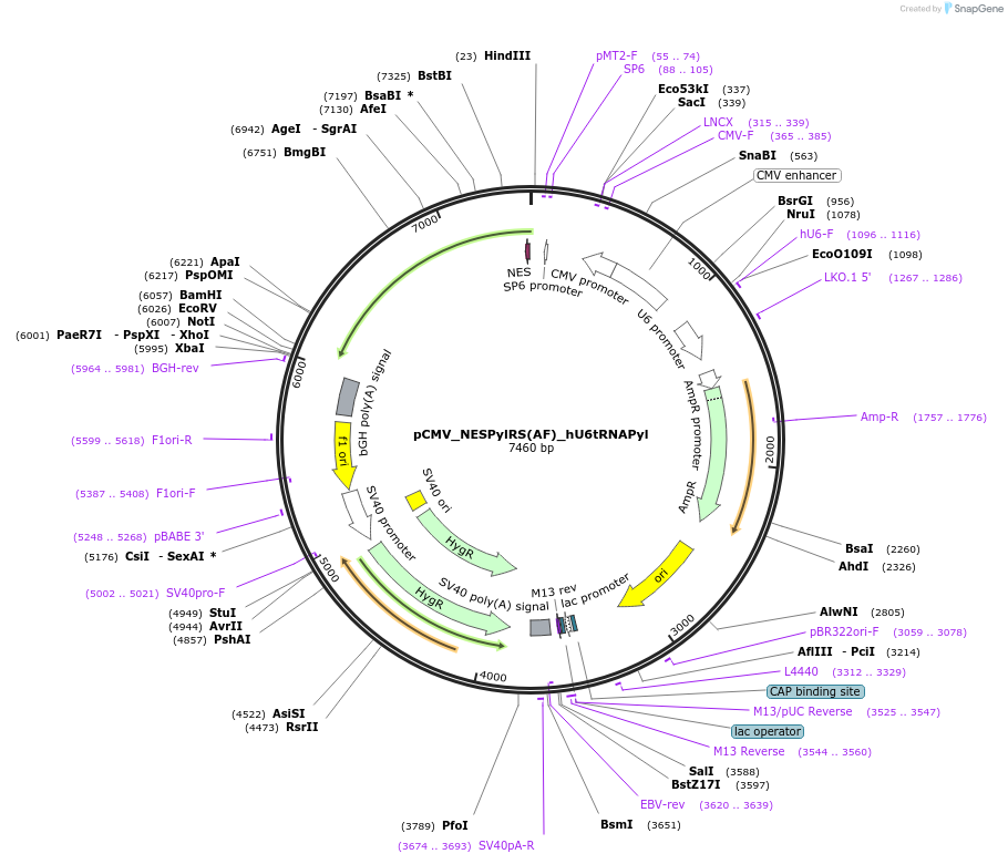 223508-plasmid-map-sequence-id-445174