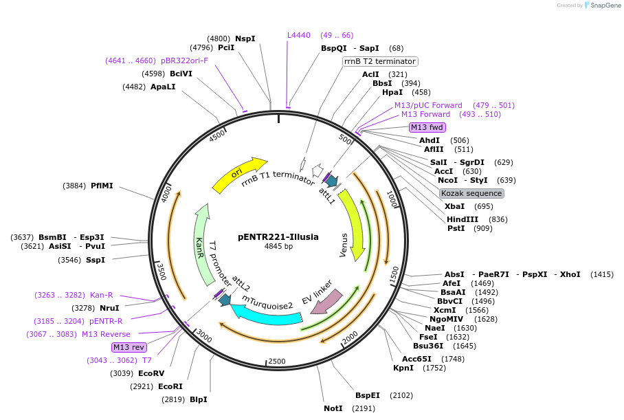 215442-plasmid-map-sequence-id-445196