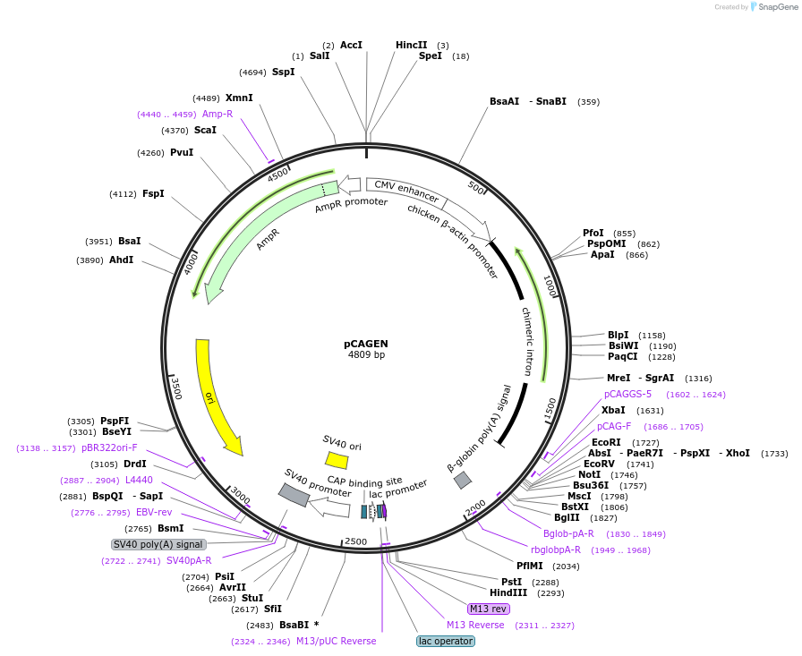 11160-plasmid-map-sequence-id-445203